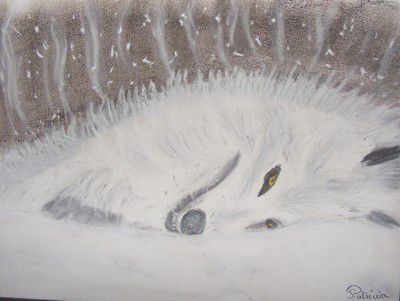 98 - Le loup blanc couché dans la leige
