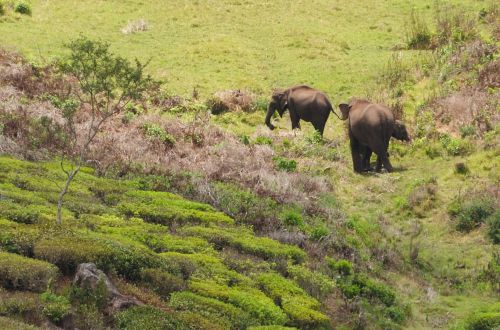 Eléphants sauvages dans les montagnes au dessus de Munnar
