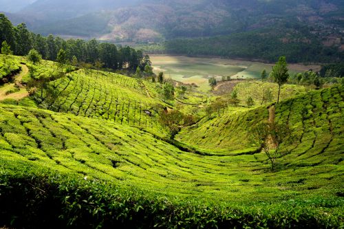 Les cultures de thé au dessus de Munnar