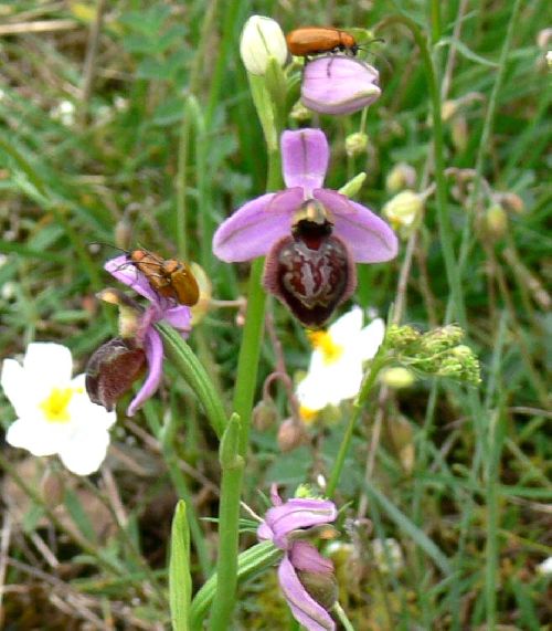 Ophrys aveyronensis  avec lepture rouge ( photo Y. Mirman )