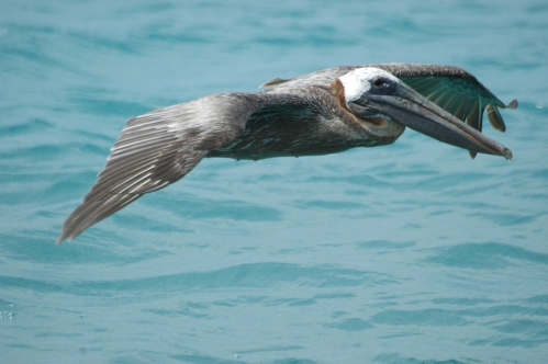 pelican-barbudas-3.JPG