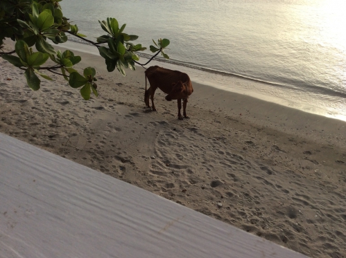 carriacou-vache-dugong-bateau.JPG