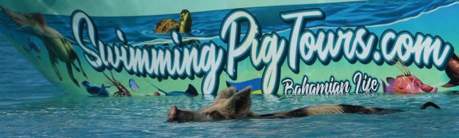 swimmngPIG.JPG