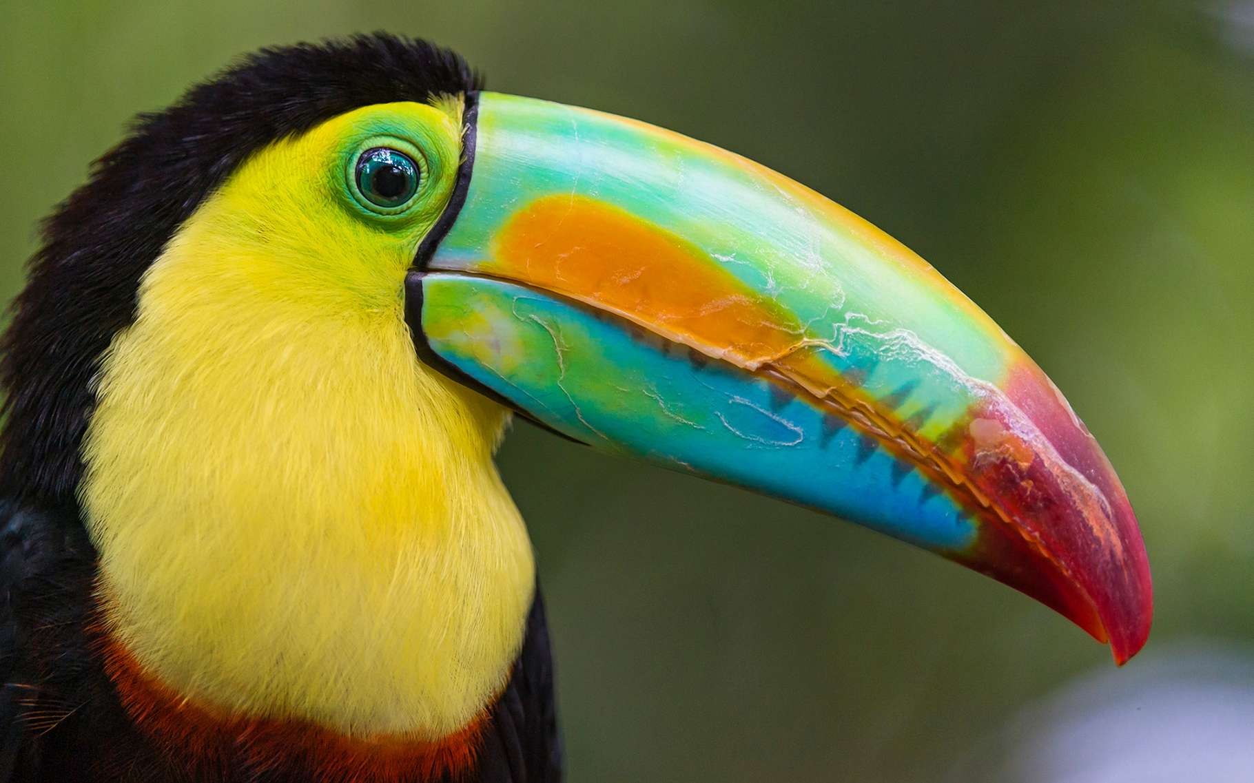 64066337d1_89672_toucancanonique.jpg