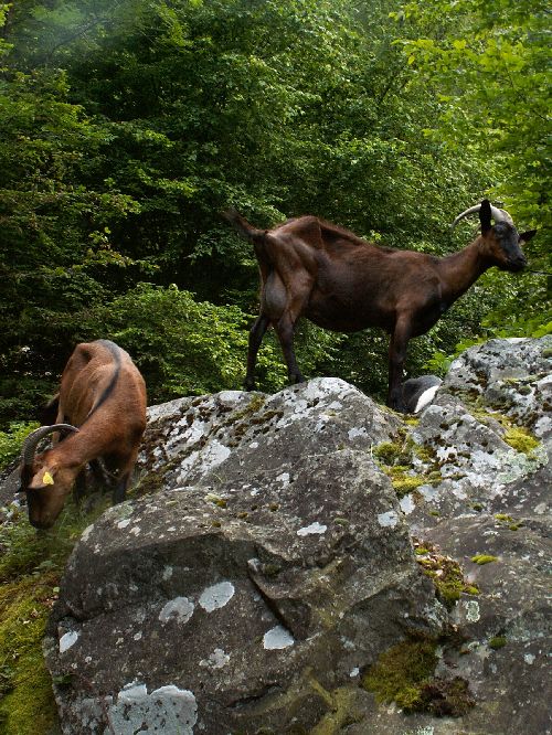 cachou et aicha