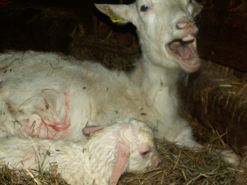 la chèvre baille apres la naissance