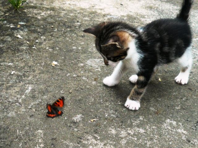Miss Butterfly papillonne !