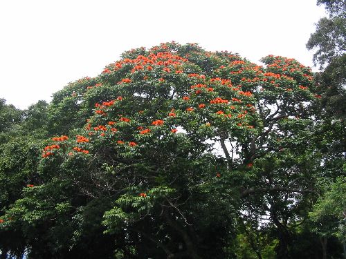 San José dispose de nombreux parcs, la ville est très \