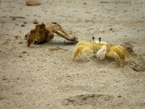 Crabe de plage
