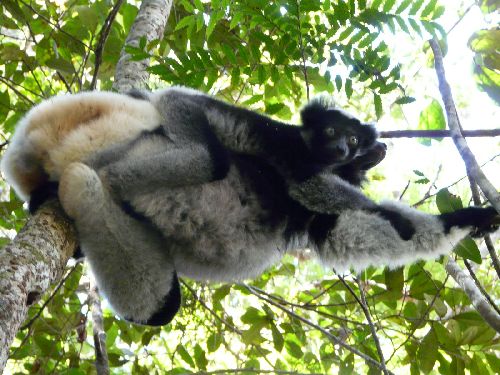 le fameux Indri indri