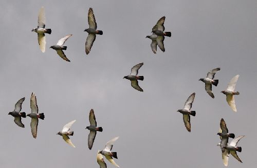 Vol de pigeons (Ph. Laurent Crassous)
