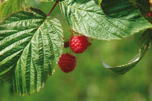 Framboises (Ph. Laurent Crassous)