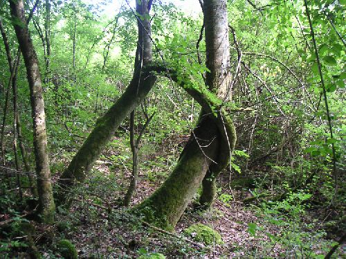 Les arbres amoureux  (Allier, juillet 2008)