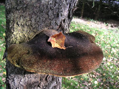 Le champignon sur le pommier (octobre 2008)
