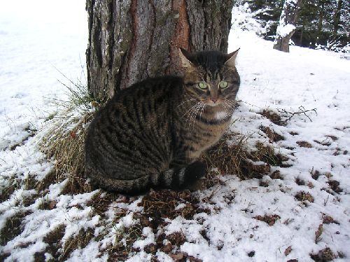 Bouille (février 2009)