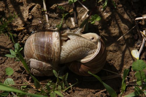 ESCARGOTS DE BOURGOGNE