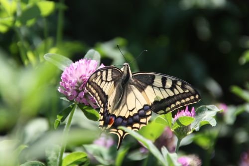 MACHAON