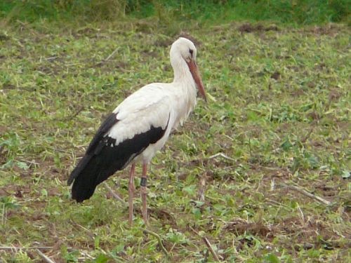 UNE CIGOGNE DE PASSAGE EN MOSELLE