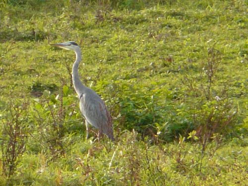 HERON CENDRE