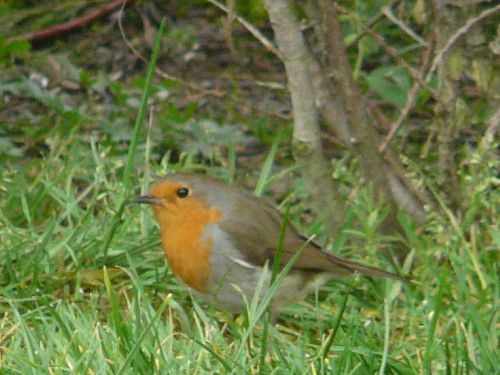 LE ROUGE GORGE : Quelques photos de notre bel ami, le rouge gorge, qui visite régulièrement notre jardin !!!,