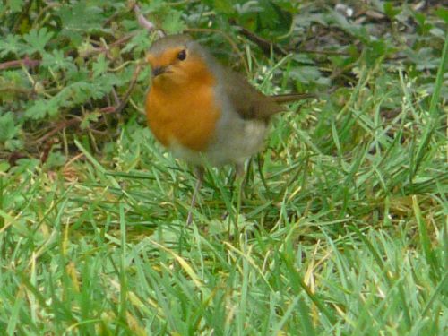 LE ROUGE GORGE : Quelques photos de notre bel ami, le rouge gorge, qui visite régulièrement notre jardin !!!