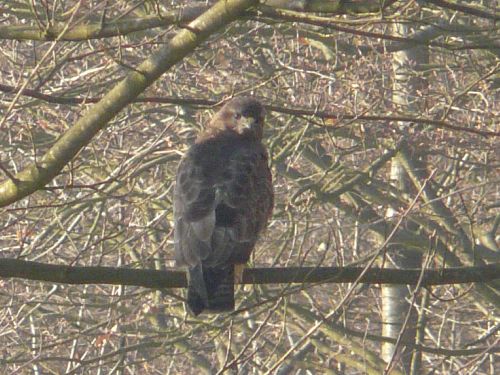 BUSE VARIABLE : Une buse variable, de couleur très sombre, me fixe de son regard perçant 