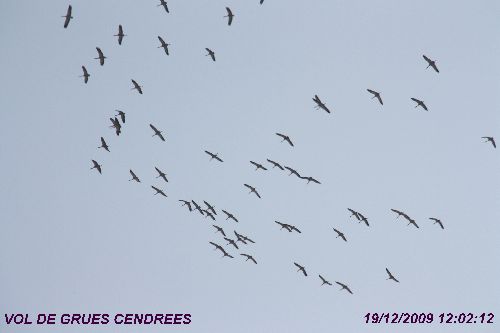 Passage de grues cendrées au dessus de Merten et ses environs