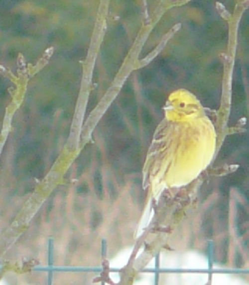 BRUANT JAUNE