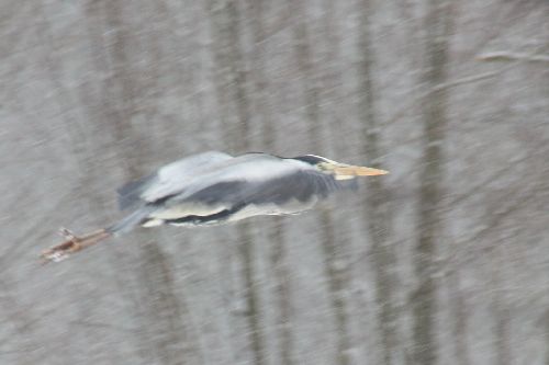 HERON CENDRE