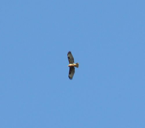 BUSE VARIABLE