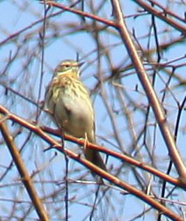 PIPIT DES ARBRES