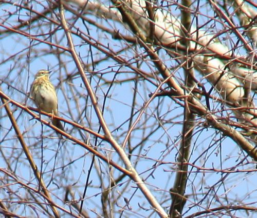 PIPIT DES ARBRES