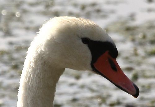 PORTRAIT CYGNE