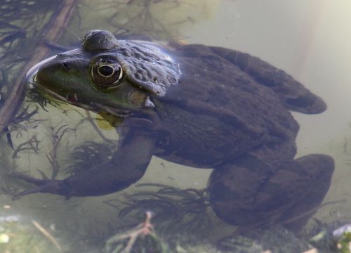 GRENOUILLE VERTE