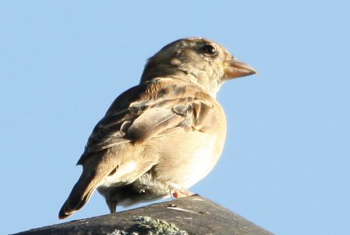 MOINEAU DOMESTIQUE