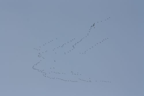 MIGRATION GRUES CENDREES