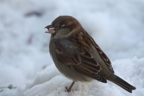 MOINEAU DOMESTIQUE