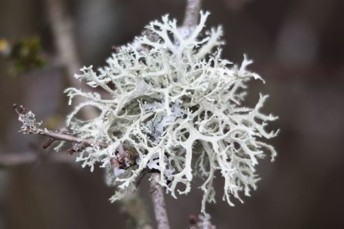 LICHEN