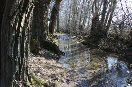 RUISSEAU KALTBACH (FORET DU BUCHWALD-BOULAY)