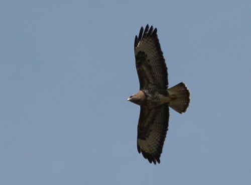 BUSE VARIABLE