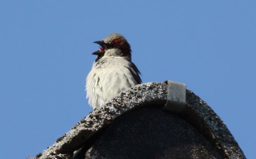 MOINEAU DOMESTIQUE