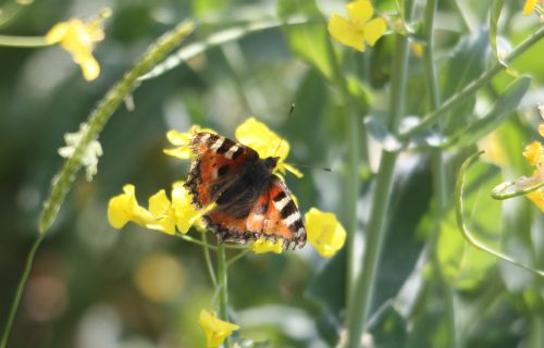 PAPILLON PETITE TORTUE