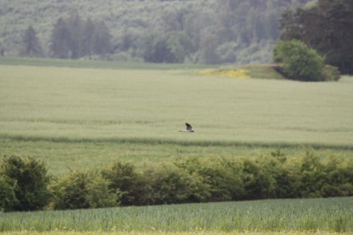 BUSARD CENDRE (mâle)