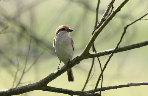 PIE-GRIECHE ECORCHEUR (femelle)