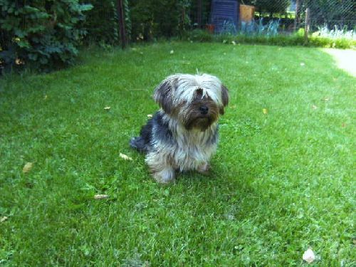 Max 3ans 7kg le fougeux de la maison