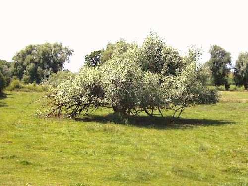 Gros arbre dans une prairie de Villers-notre-Dame