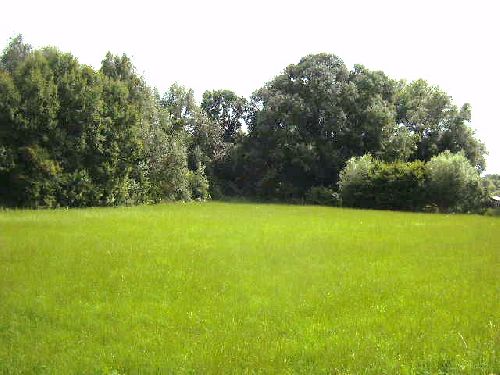 Prairie et arbre dans les environs de Huissignies