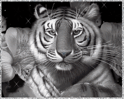 Tigre noir et blanc