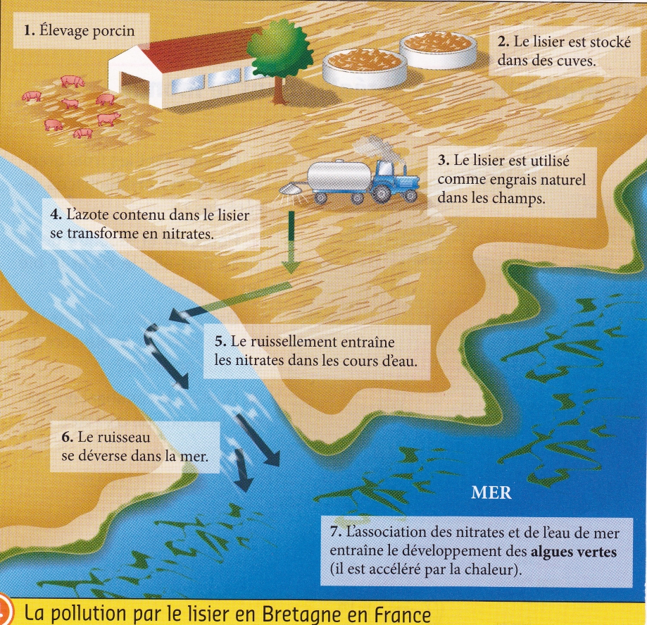 Bretagne. Pollution par lisier (schéma).jpg