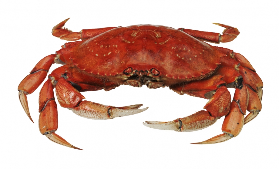Crabe.jpg